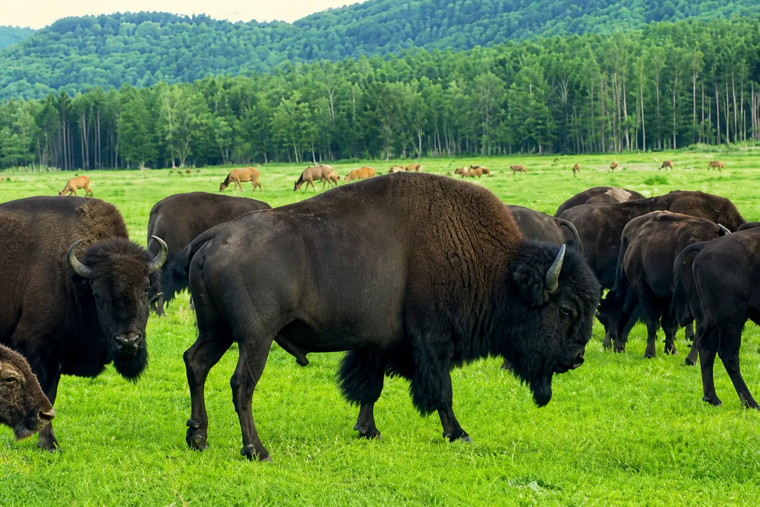 Bison grazing in lush green pasture at RiverVail Ranch, New Hampshire, with rolling hills and trees in the background, highlighting the ranch's outdoor experiences and bison ranching activities.
