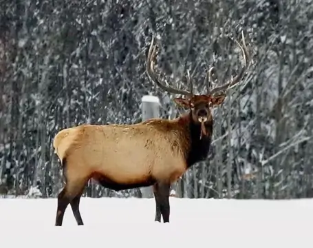 Elk standing in snow with antlers, showcasing wildlife at RiverVail Ranch near hiking trails and wildlife viewing areas.