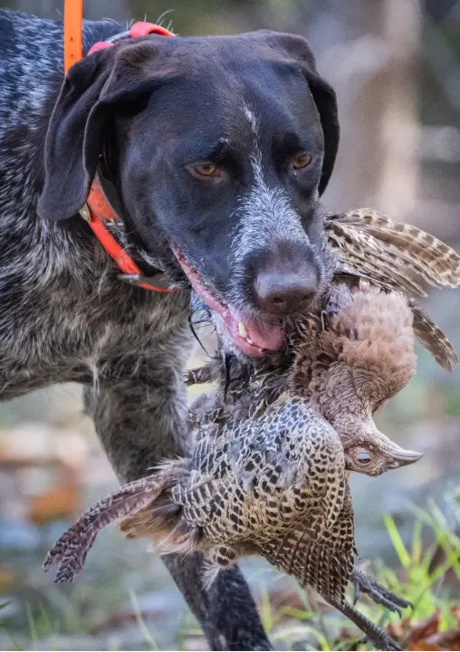 Dog retrieving pheasants during a hunting excursion at RiverVail Ranch, highlighting bird package benefits and year-round dog training.