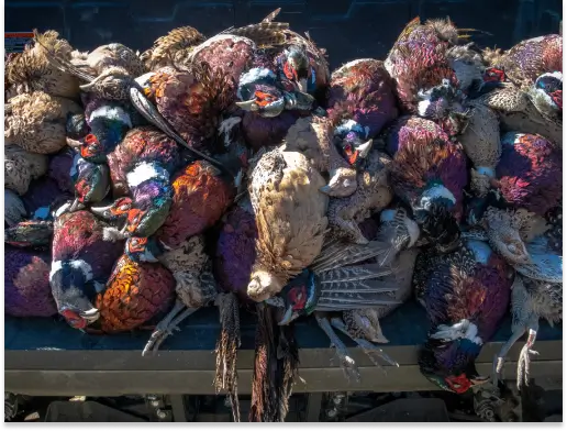 Pheasants piled together, showcasing colorful plumage, representing successful pheasant hunting at RiverVail Ranch, relevant to membership and bird package offerings.