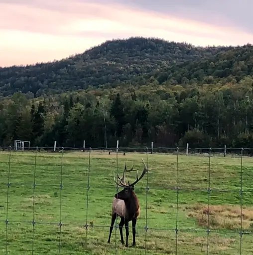 Elk standing in a grassy field with a backdrop of mountains and forested landscape at RiverVail Ranch, New Hampshire, showcasing the wildlife and natural beauty of the 1,000-acre property.