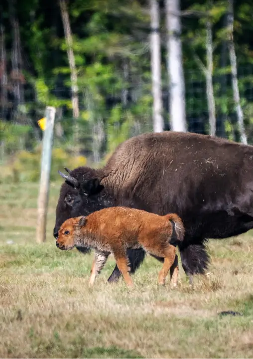 Bison and calf walking together in a pasture at RiverVail Ranch, showcasing the wildlife experience during guided tours in northern New Hampshire.