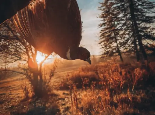 Bird in flight against a sunset backdrop, surrounded by nature, representing wildlife at RiverVail Ranch.